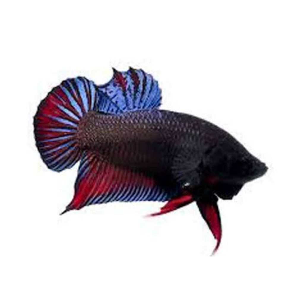 Cupang Bagan Biru Metalik Super Ganas – Ikan Cupang Hias Siap Kirim