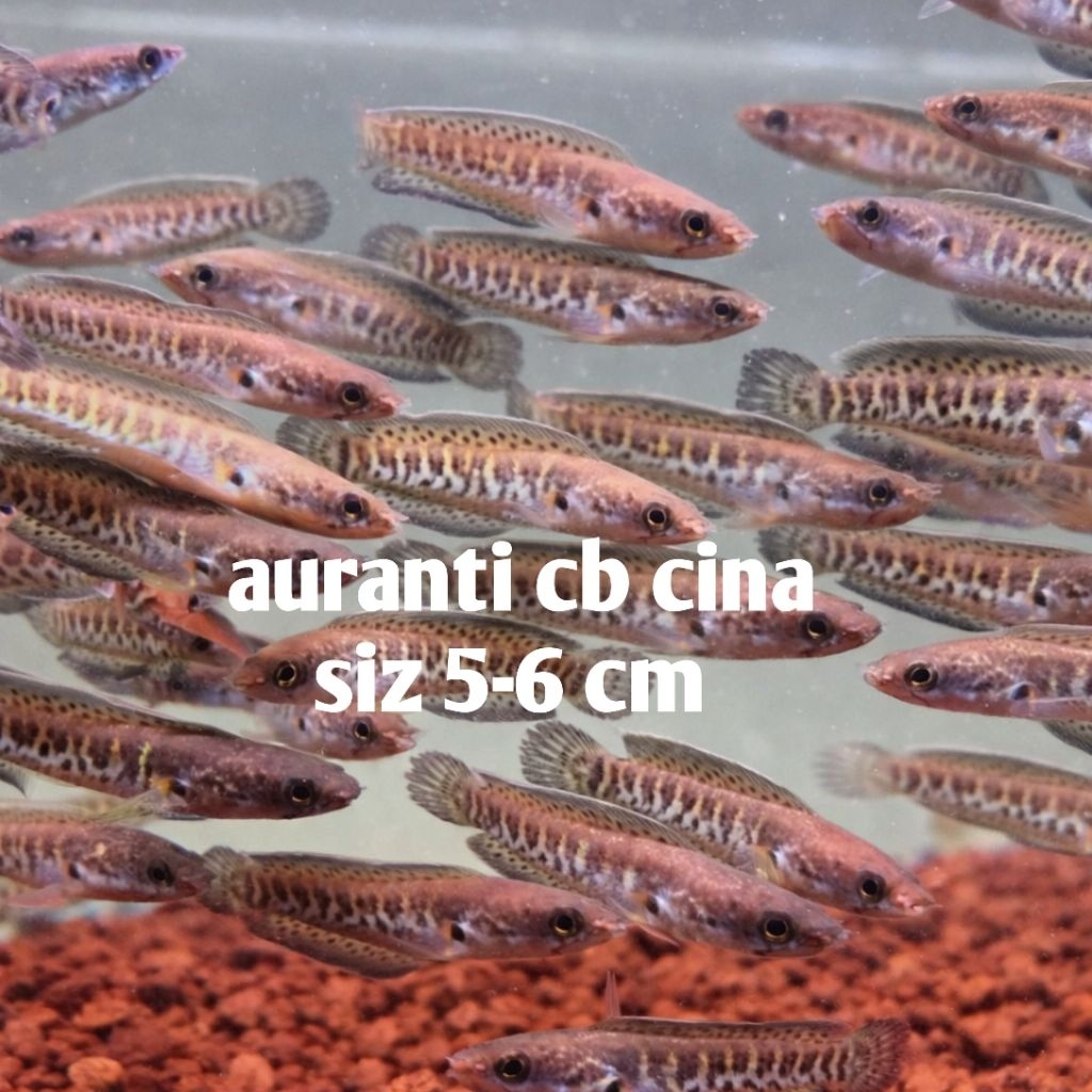 cana auranti cb cina siz 5-6 cm