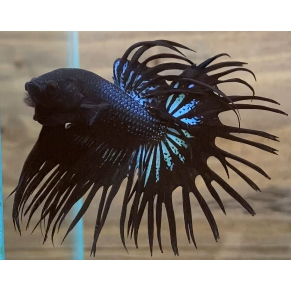 CT Super Black Orchid Besar