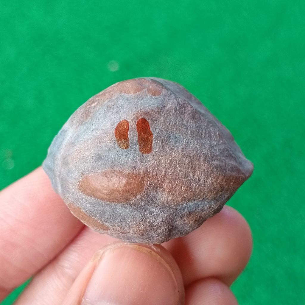 Muncang Adu MD Domba JR kode 11