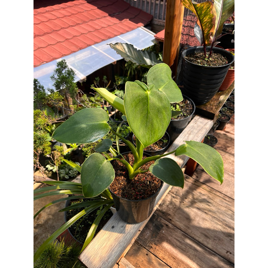 Philodendron PigSkin ( Rugosum )