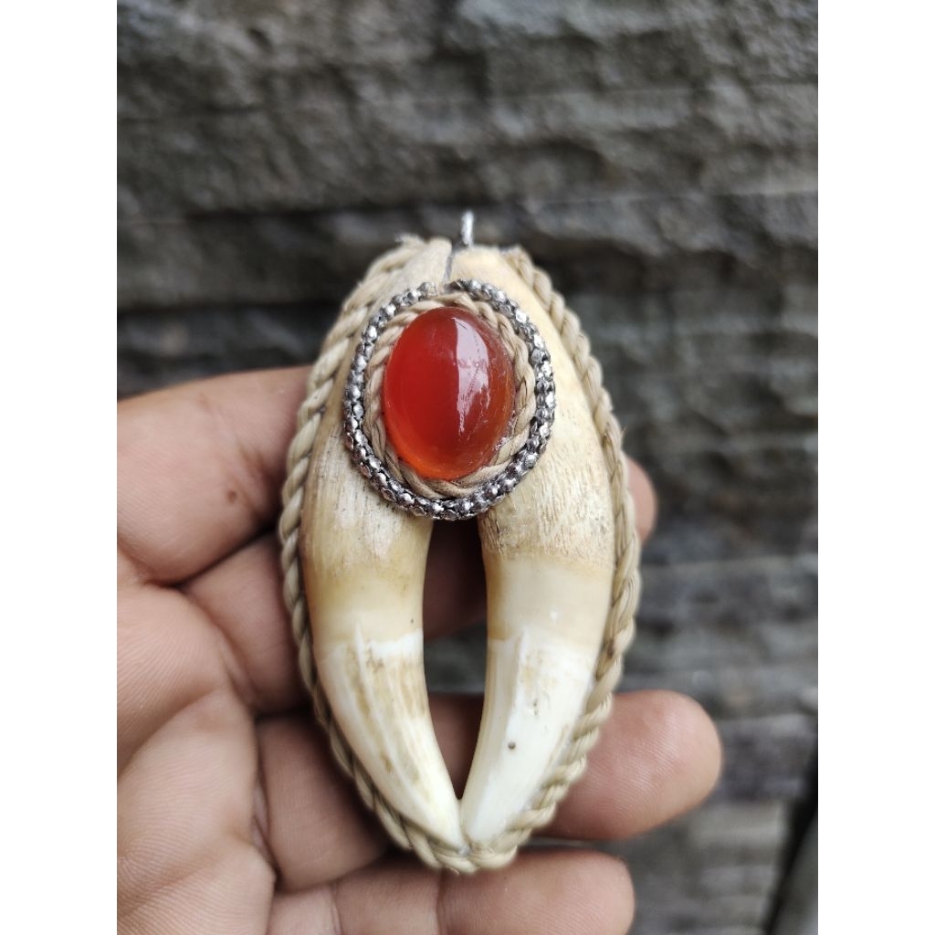 Liontin Taring Buaya Sepasang Ngurak