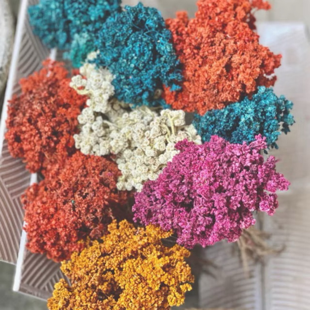bunga edelwes warna edelwes bunga kering bunga abadi