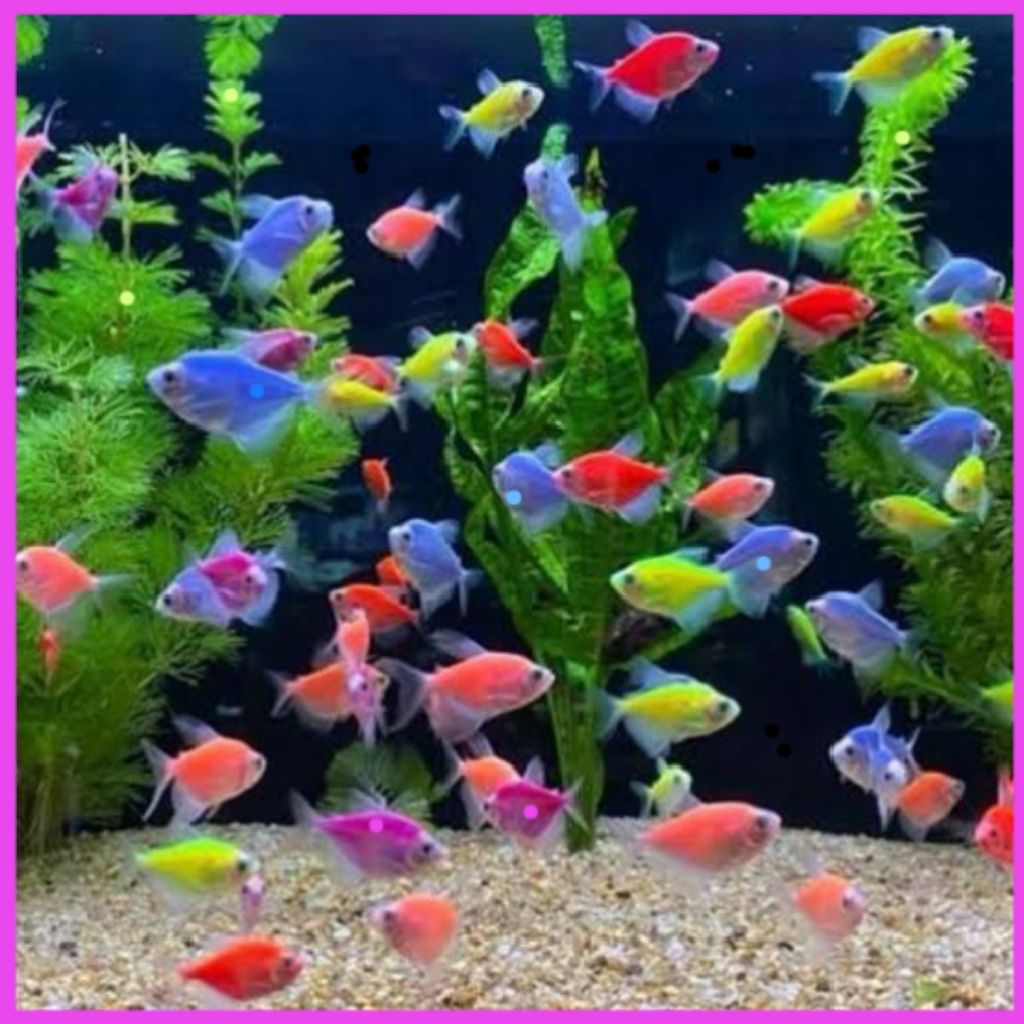 new promo glofish tetra warna warni mix aksesoris akuarium
