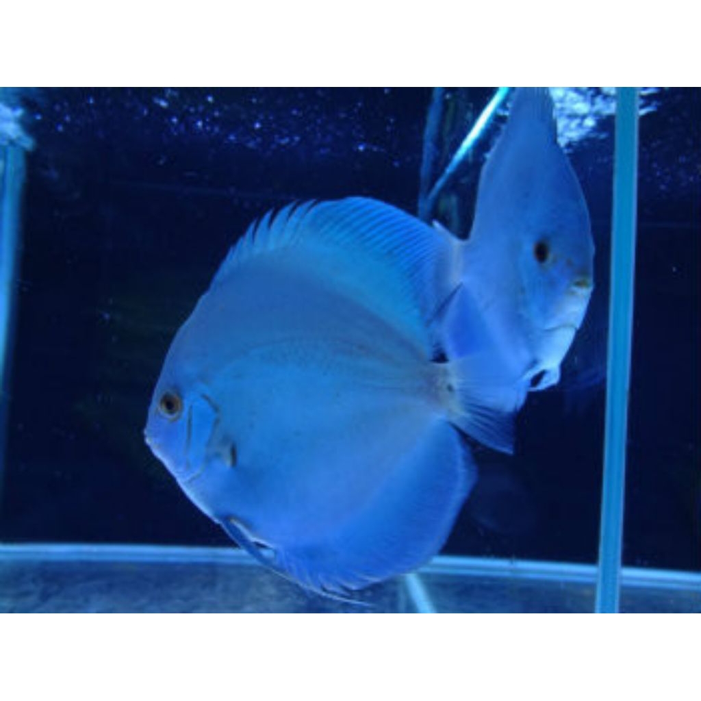 blue diamond hiasan aquarium discus elegan