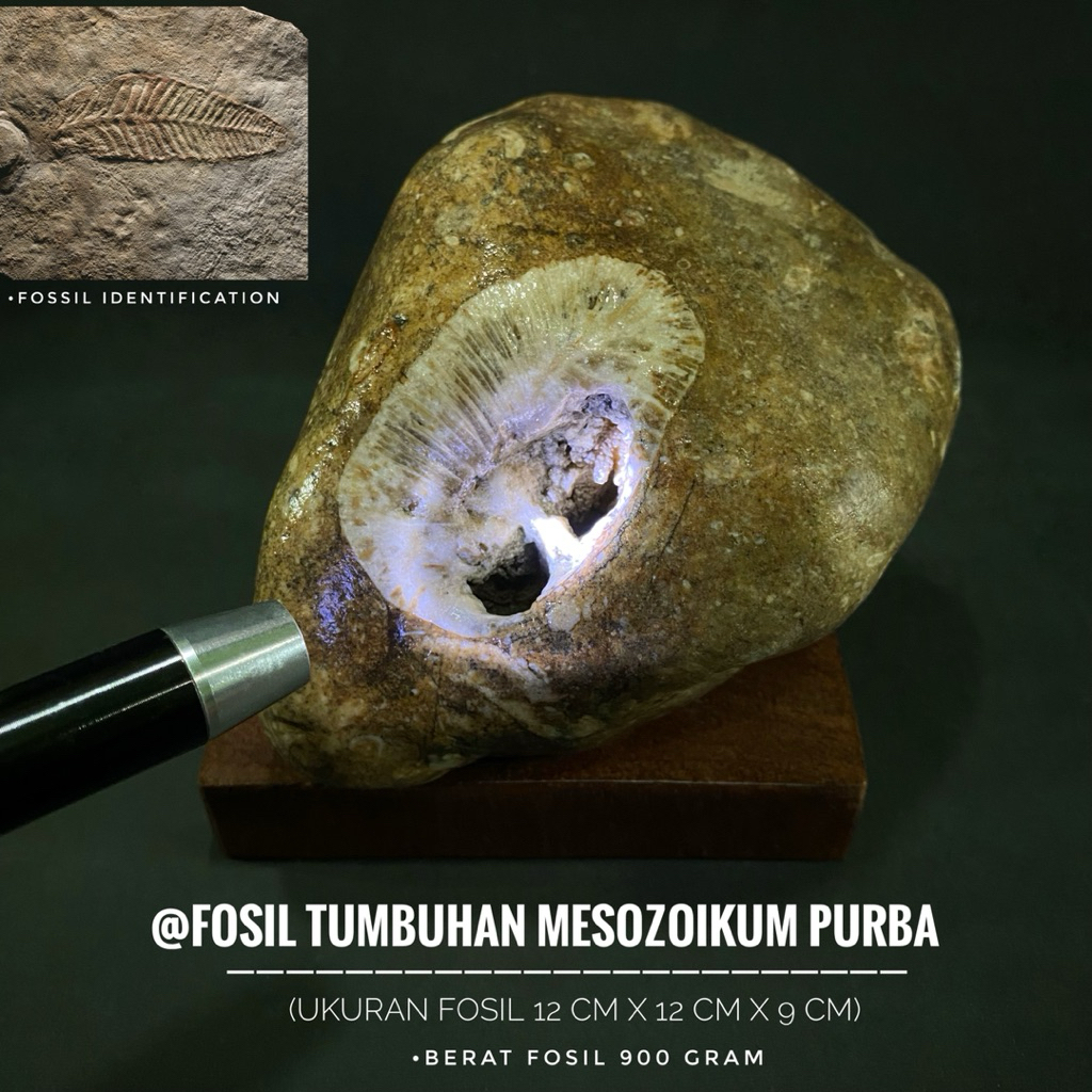 Bongkahan Fosil Tumbuhan Purba Mesozoikum C46 atau Fosil Tumbuhan Jurasic atau Fosil Pakis Hutan ata