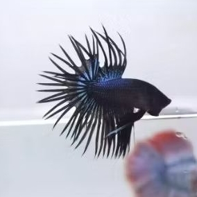 CUPANG CROWNTAIL BLACK ORCIT / CUPANG SERIT