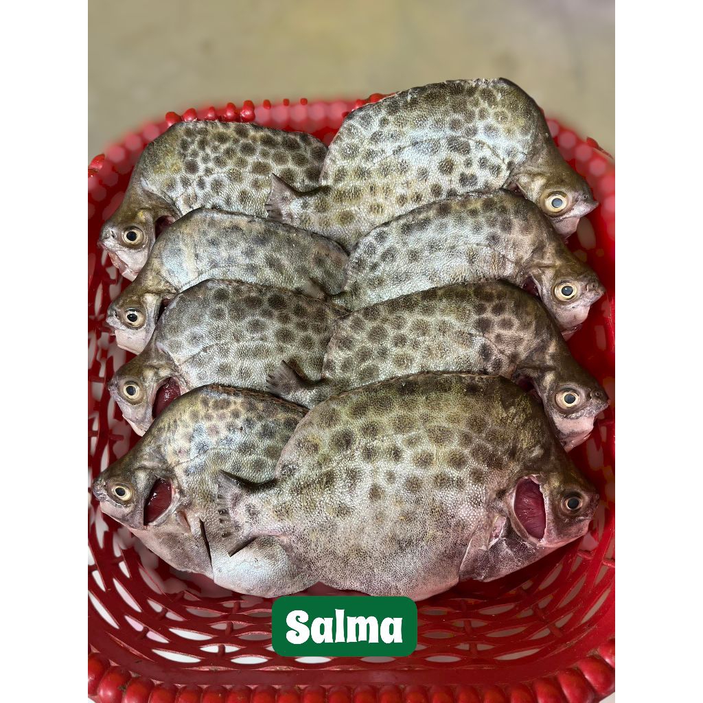 ikan kerang Ketang ikan kiper segar ikan laut