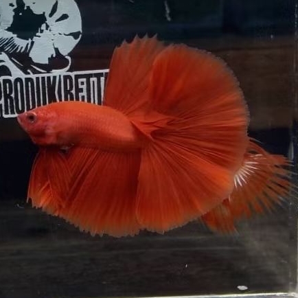 CUPANG HALFMOON SUPER RED