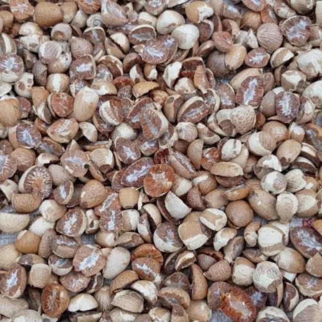 biji pinang kering 100gram