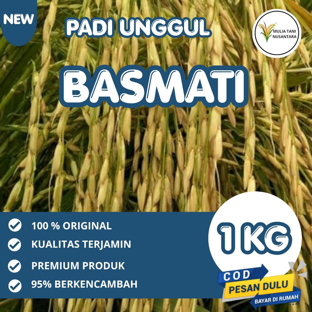 Benih Padi Basmati Aromatik 1KG (Basmati/Baroma 1121)