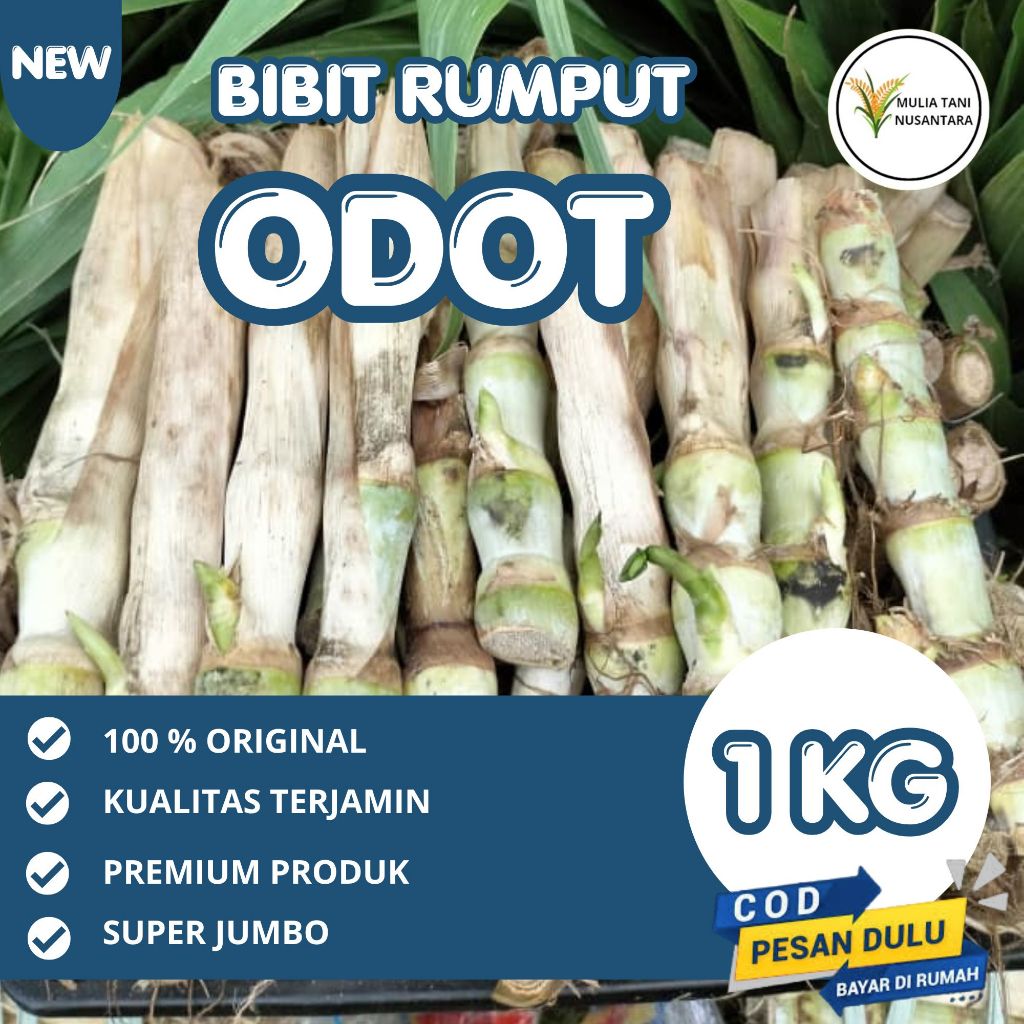 Bibit Rumput Odot Super ( 1 kg ) - Bibit rumput Odot super jumbo pakan ternak