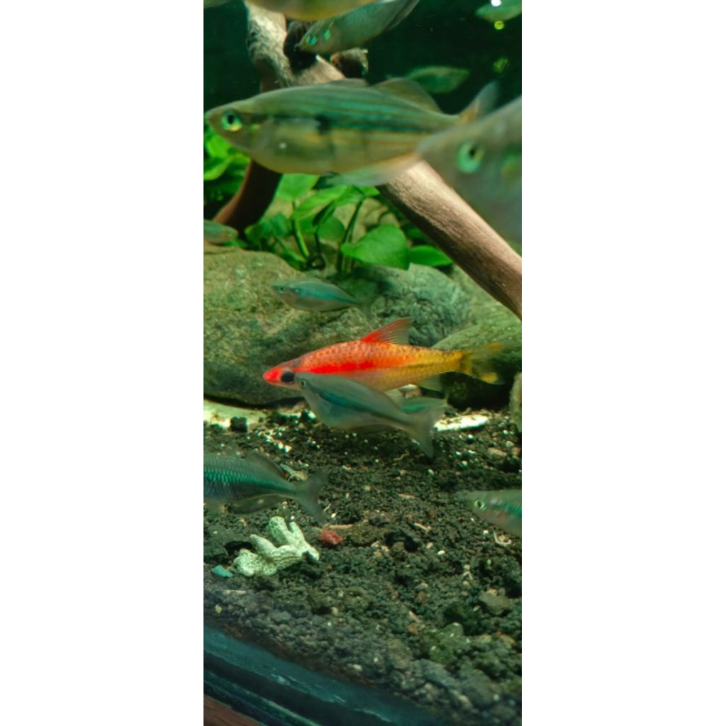 ikan puntius denisoni golden 6-7cm