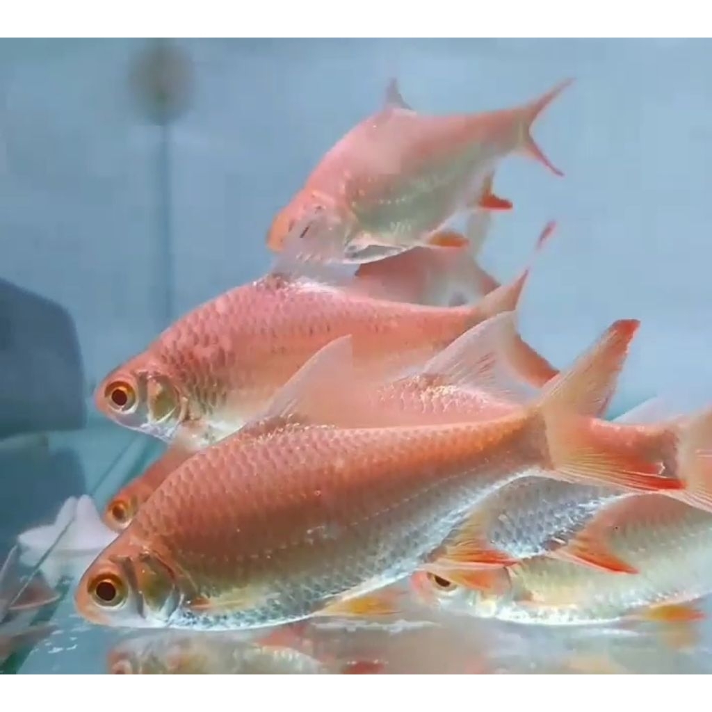 Kaviat Albino 15cm - Ikan Hias Pembersih Kotoran Aquarium Kolam