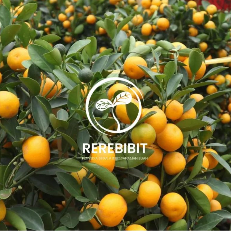 Bibit Jeruk Kimkit Madu Sudah Berbuah