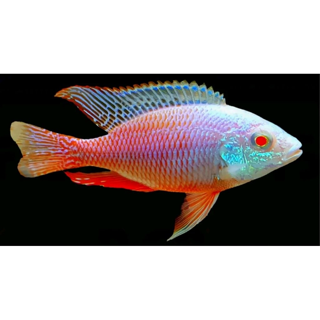 RED EMPRES ALBINO | EMPRES ALBINO CICHLID | CICHLID AFRIKA