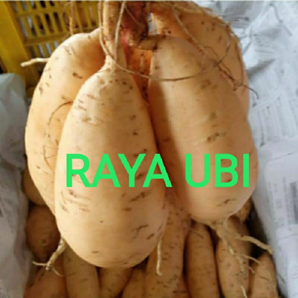 ubi cilembu (ubi madu)