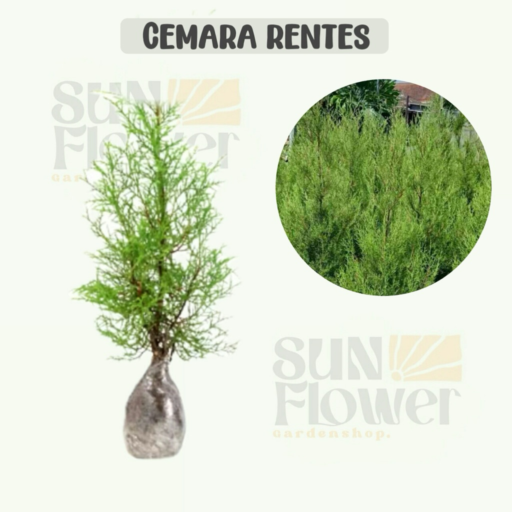 bibit pohon cemara rentes