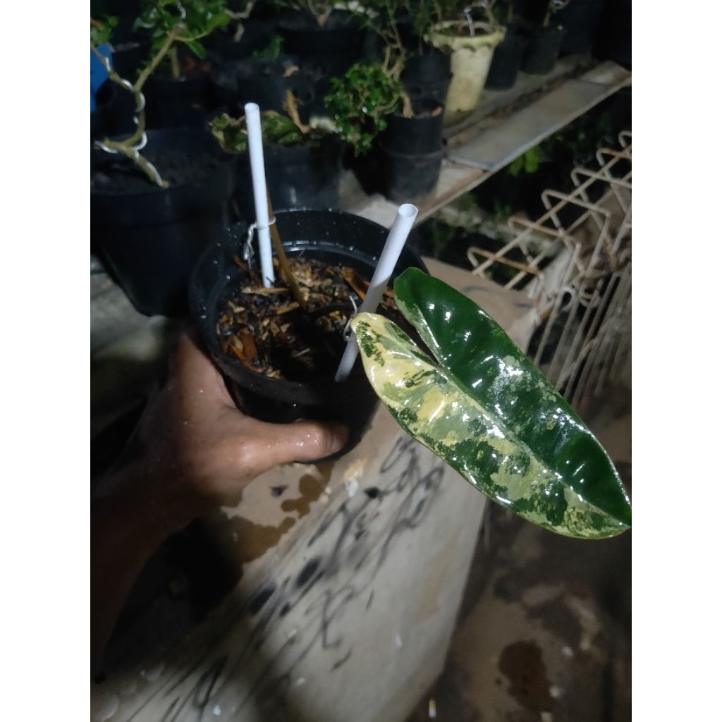 tanaman kabel busi varigata real pict