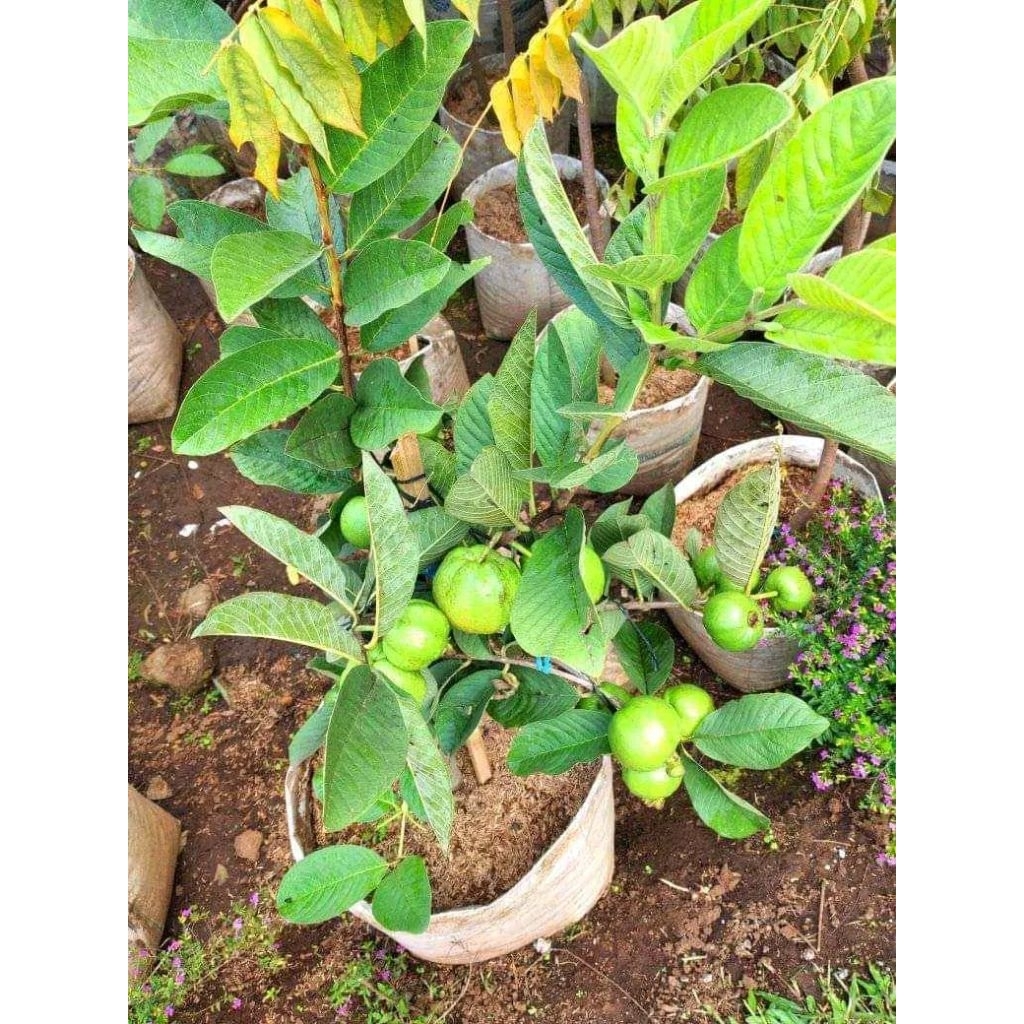 jambu kristal merah cangkok