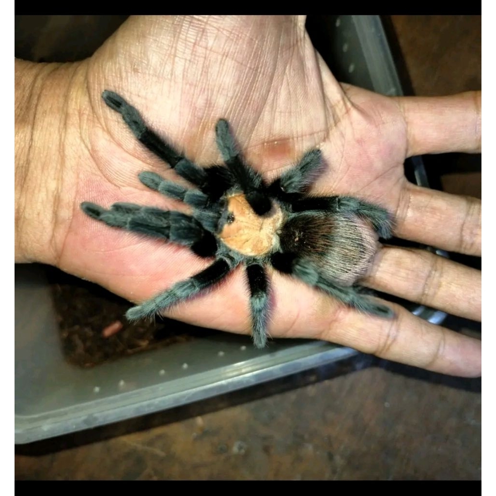 Brachypelma Albiceps Tarantula