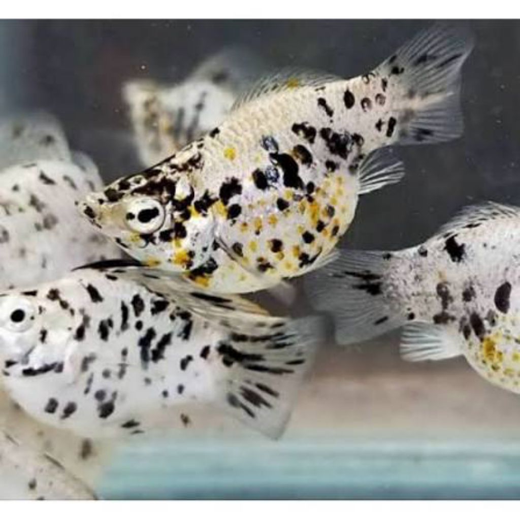 Hiasan Aquarium ikan molly balon jenis marble ukuran M