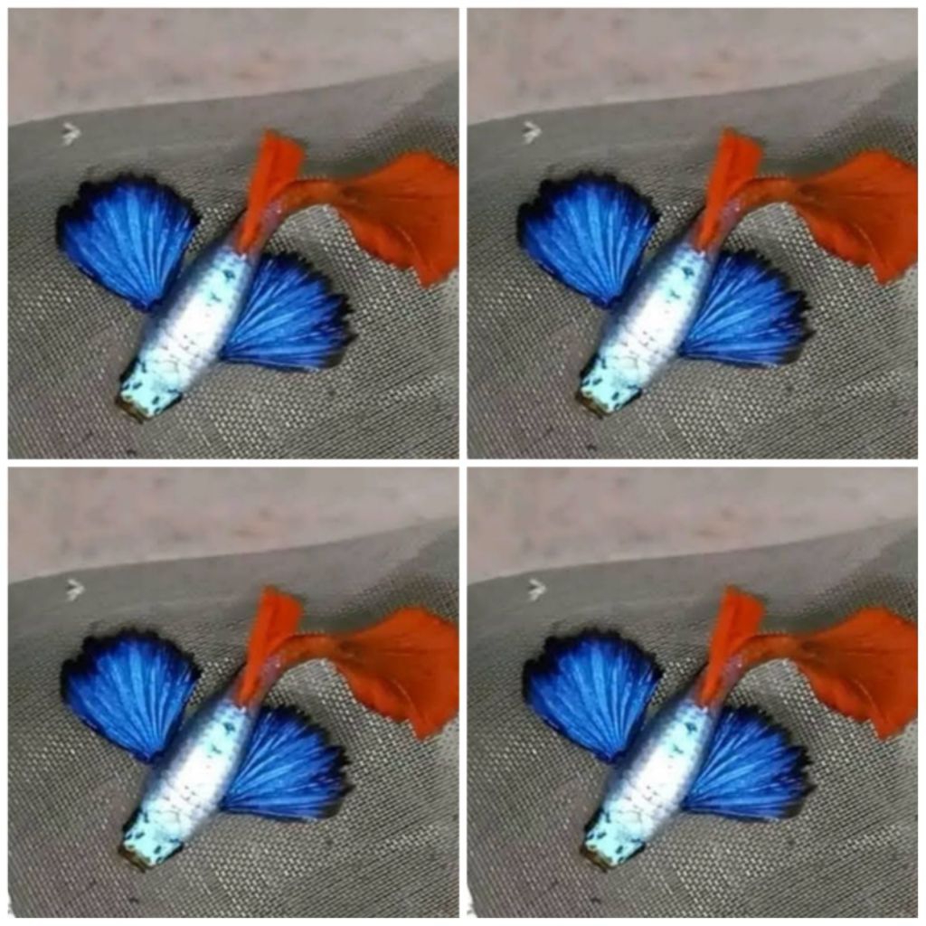 GUPPY PLATINUM RED TAIL DUMBO EAR / PRTDE