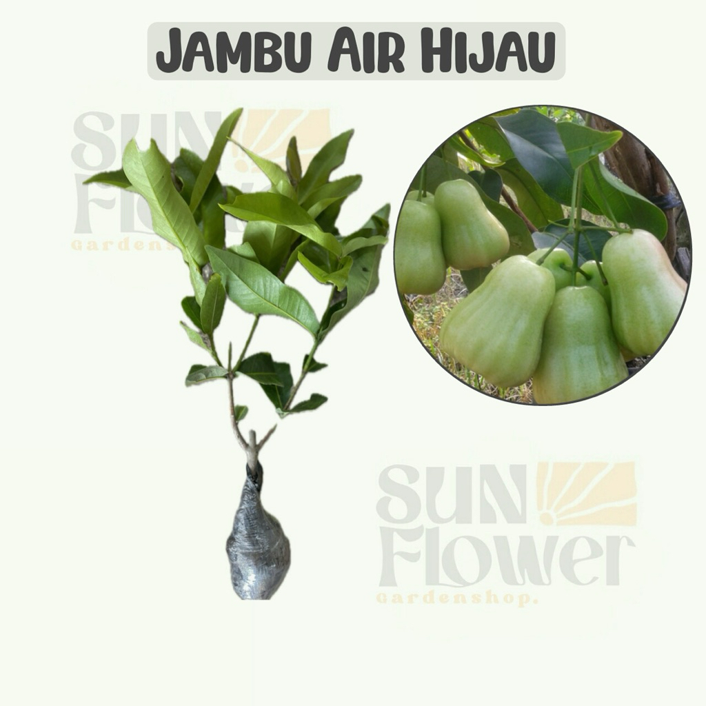 bibit buah jambu air hijau