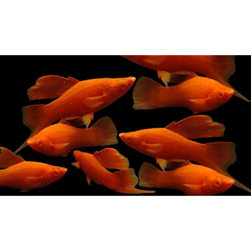 platy blood red indukan isi 5 ekor siap beranak