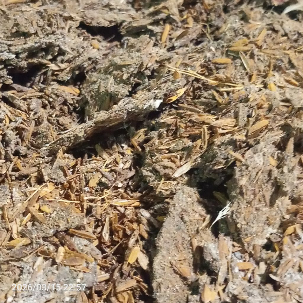 Pupuk Kompos Kandang Ayam Asli 3 KG. Penyubur Tanaman