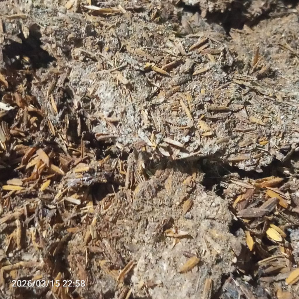 Pupuk Kompos Kandang Ayam Asli 5 KG. Penyubur Tanaman