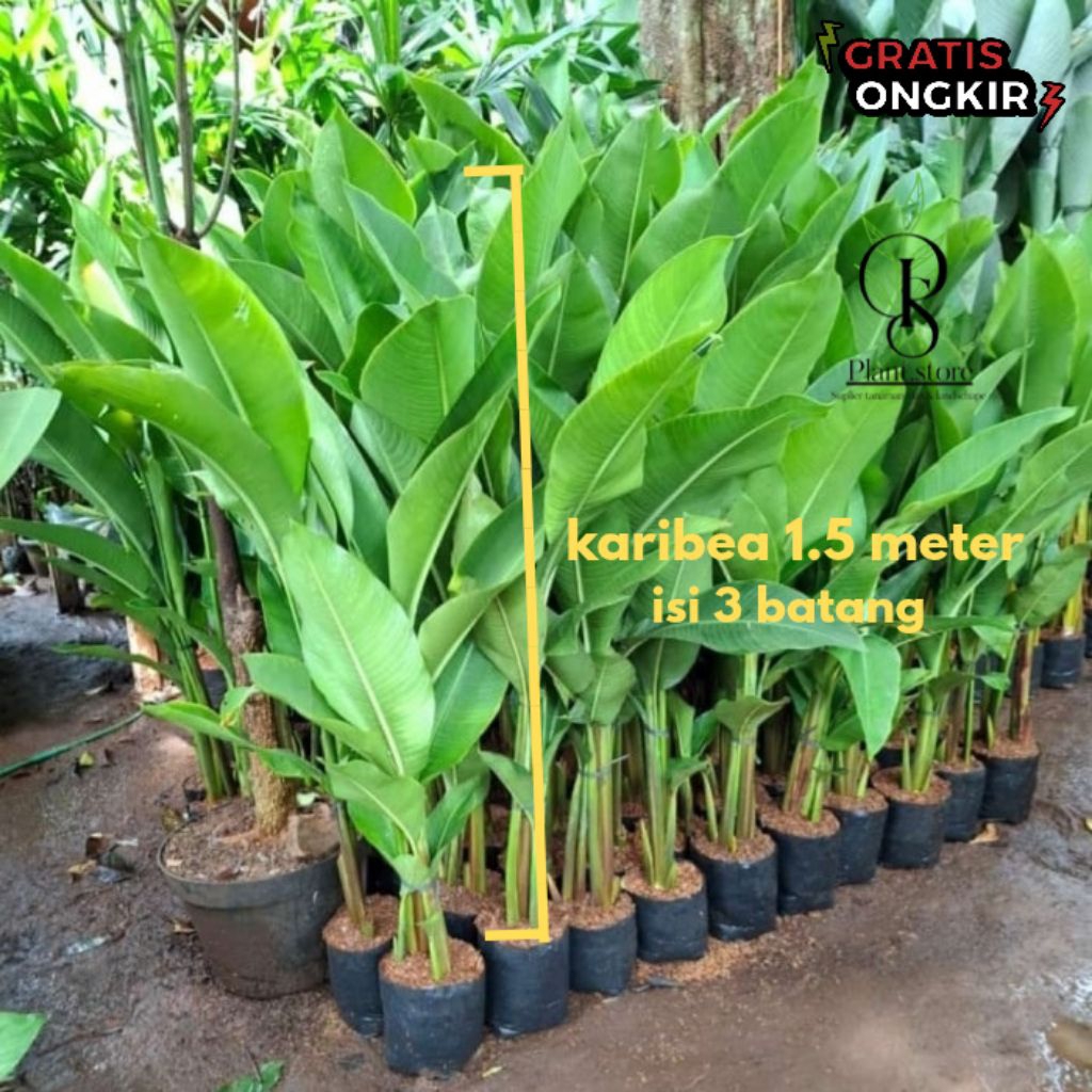 Pisang karibay - pohon pisang karibea - tanaman pisang karibay