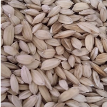 Gabah Putih Bangkok polos