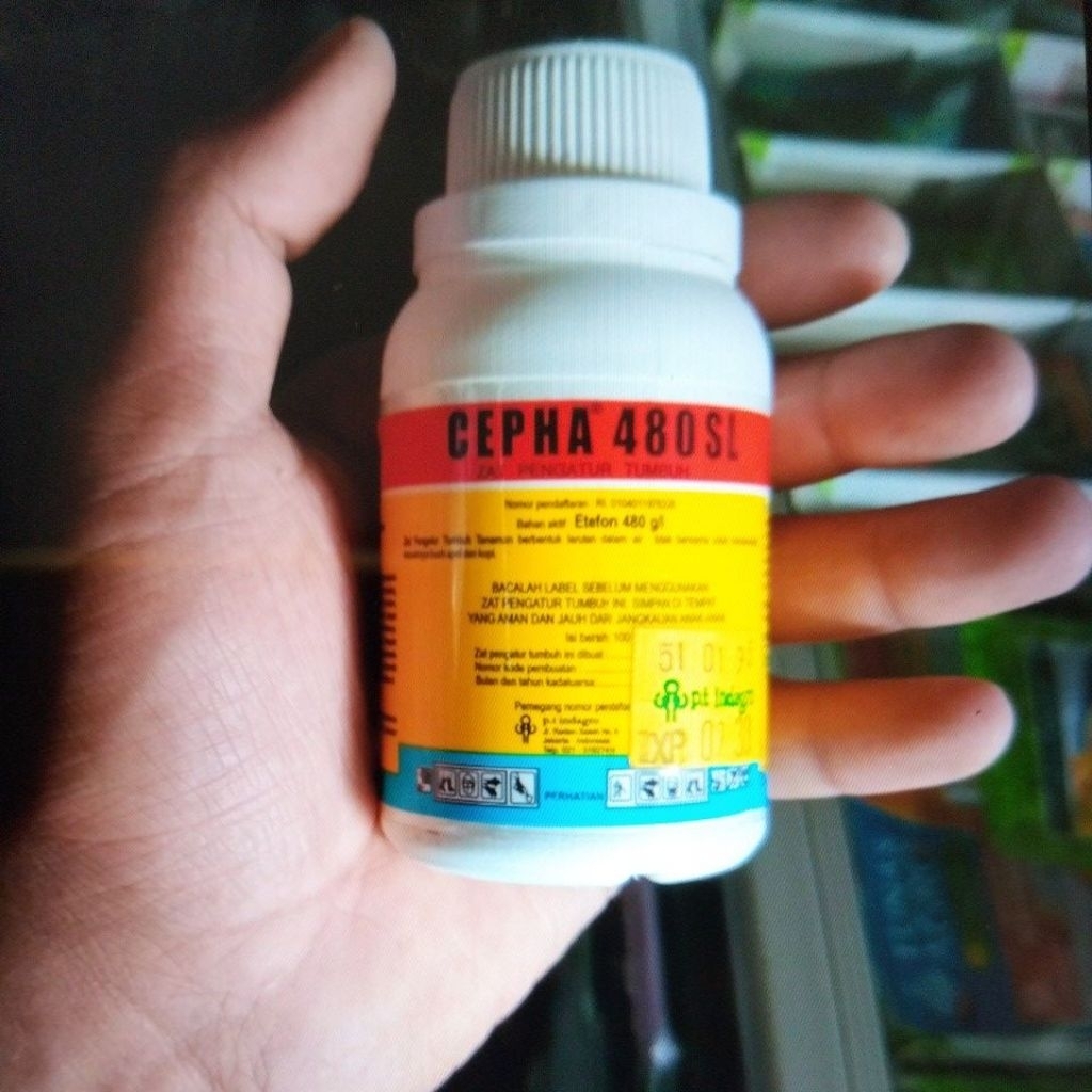 cepha kemasan 100ml