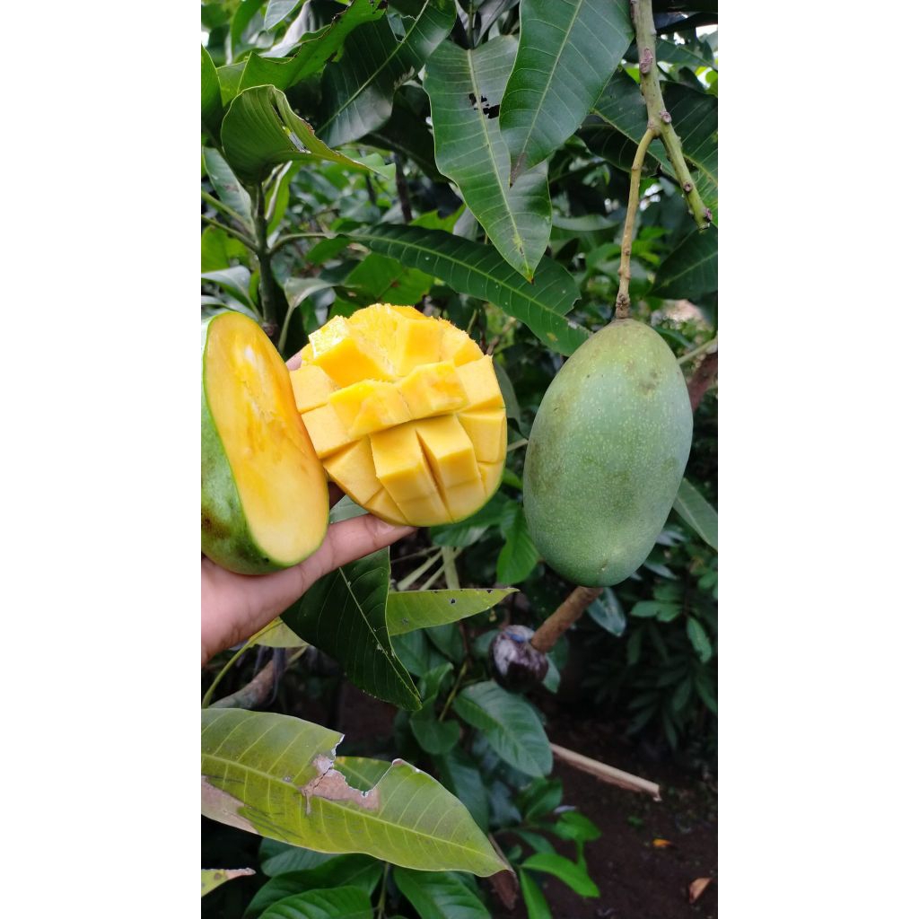 Mangga manis indramayu 500gram