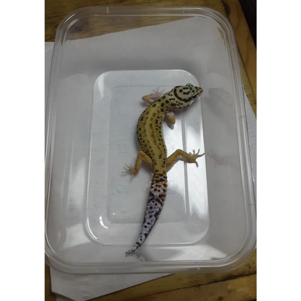 Leopard Gecko Emerine Stripe | Gecko Sehat Aktif | Reptile Jinak Mudah Dipelihara - EM03UN