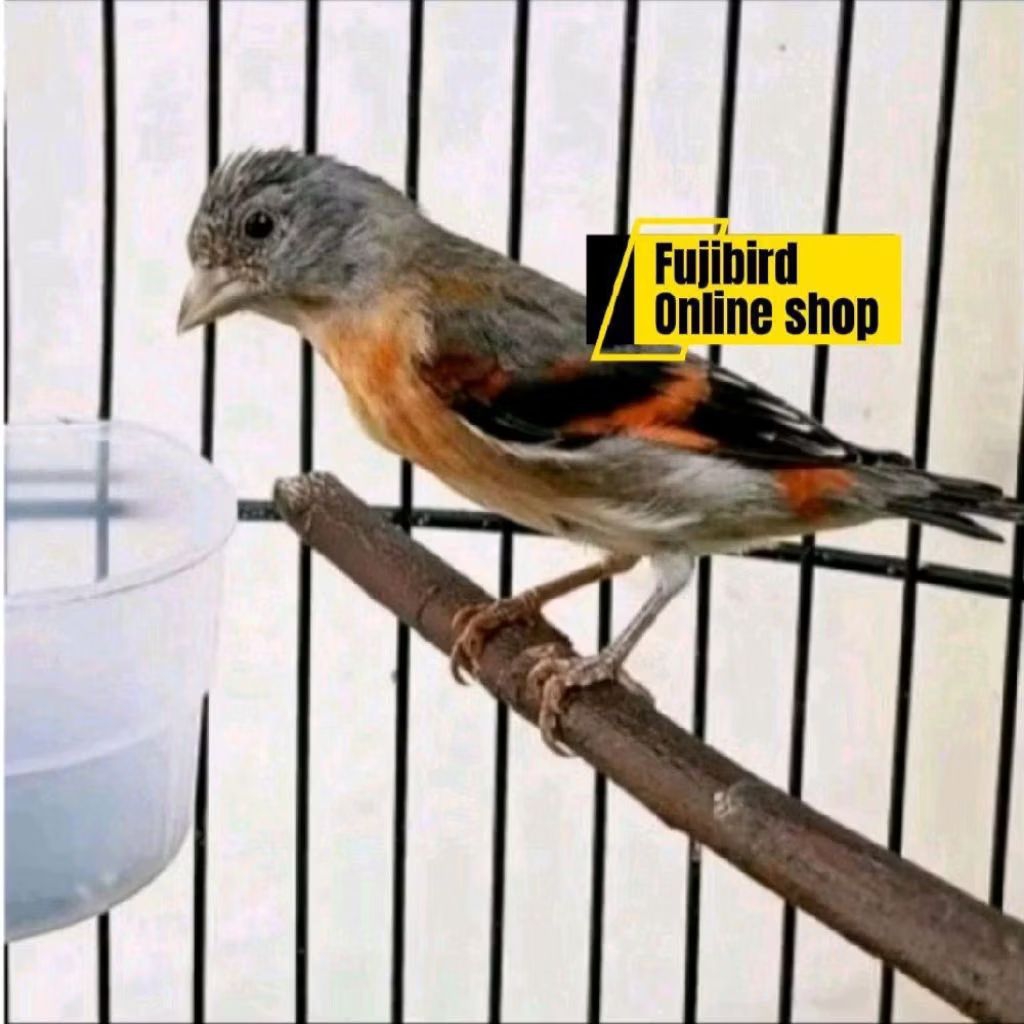 RED SISKIN CLASIK BETINA