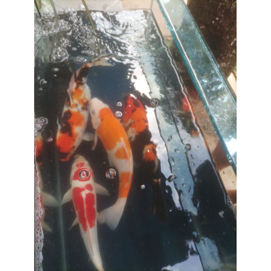 KOI BLITAR SHOWA SHORT BODY KOHAKU SIZE 30CM
