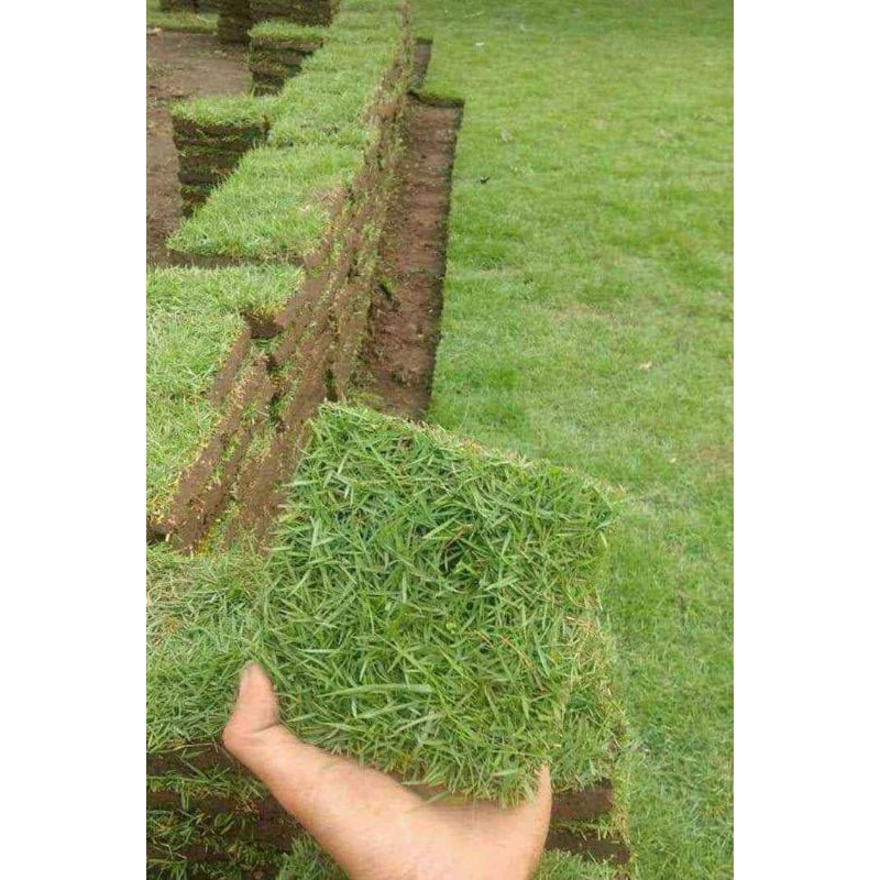 LEMBUR IJO - RUMPUT JEPANG HIDUP |PERKOTAK|RUMPUT KUBURAN
