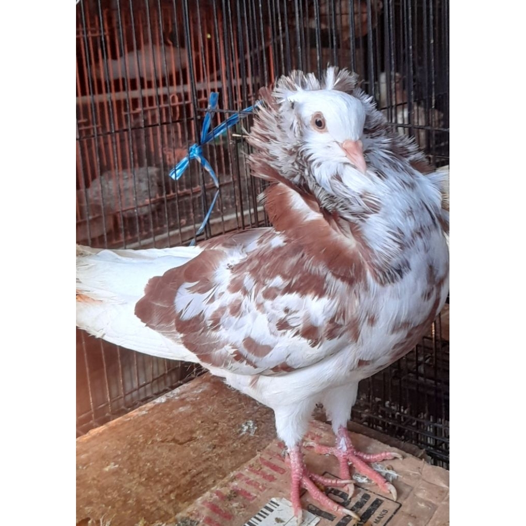 BURUNG MERPATI HIAS  CAPUCHIN JANTAN SATUAN "burung sesuai foto video"