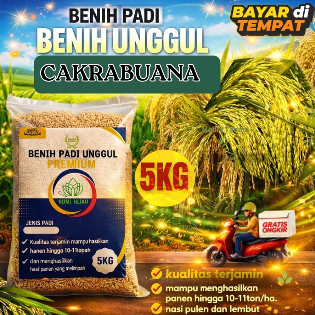 BENIH PADI CAKRABUANA 04, UNGGUL ORIGINAL 5 KG,