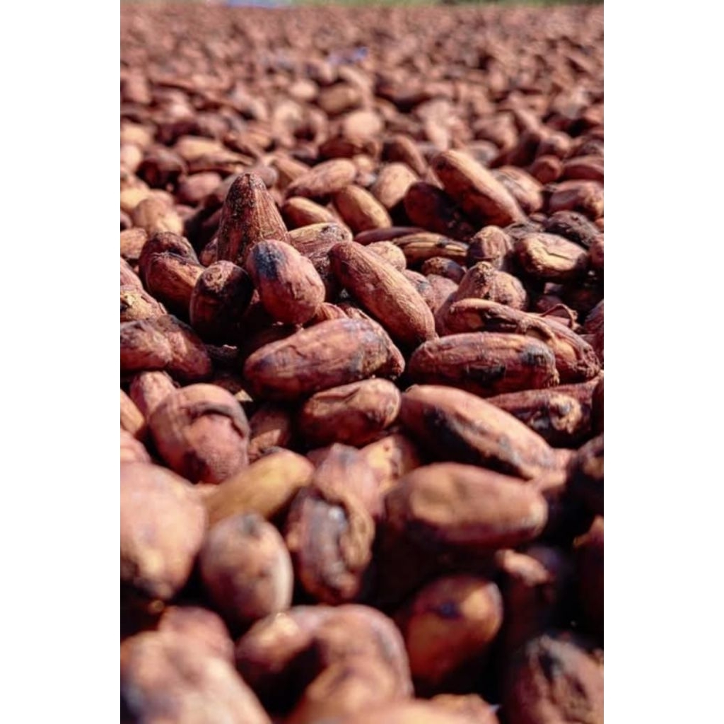 Biji Kakao Fermentasi