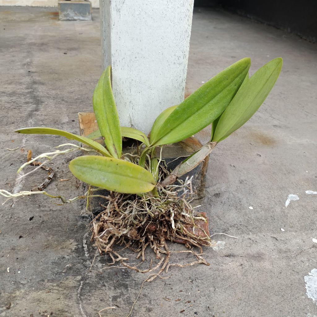 Tanaman anggrek cattleya mantini dewasa bunga ungu wangi kode J