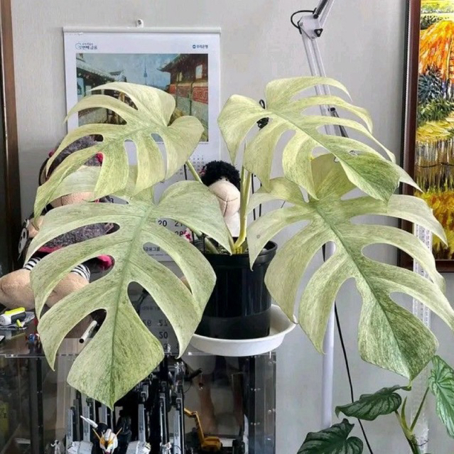 BIBIT BONGGOL TANAMAN HIAS MONSTERA WHITE MINT VARIGATA BIBIT MURAH