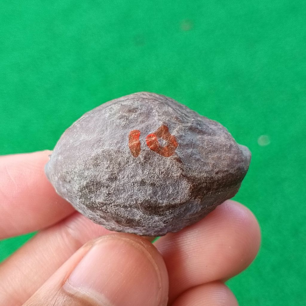 Muncang Adu 4G JR kode 10