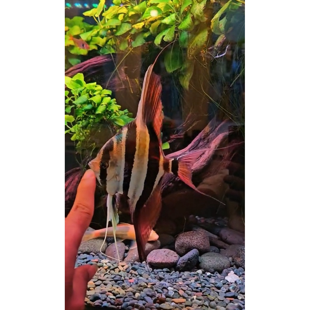 MANFISH ALTUM HIASAN AQUARIUM