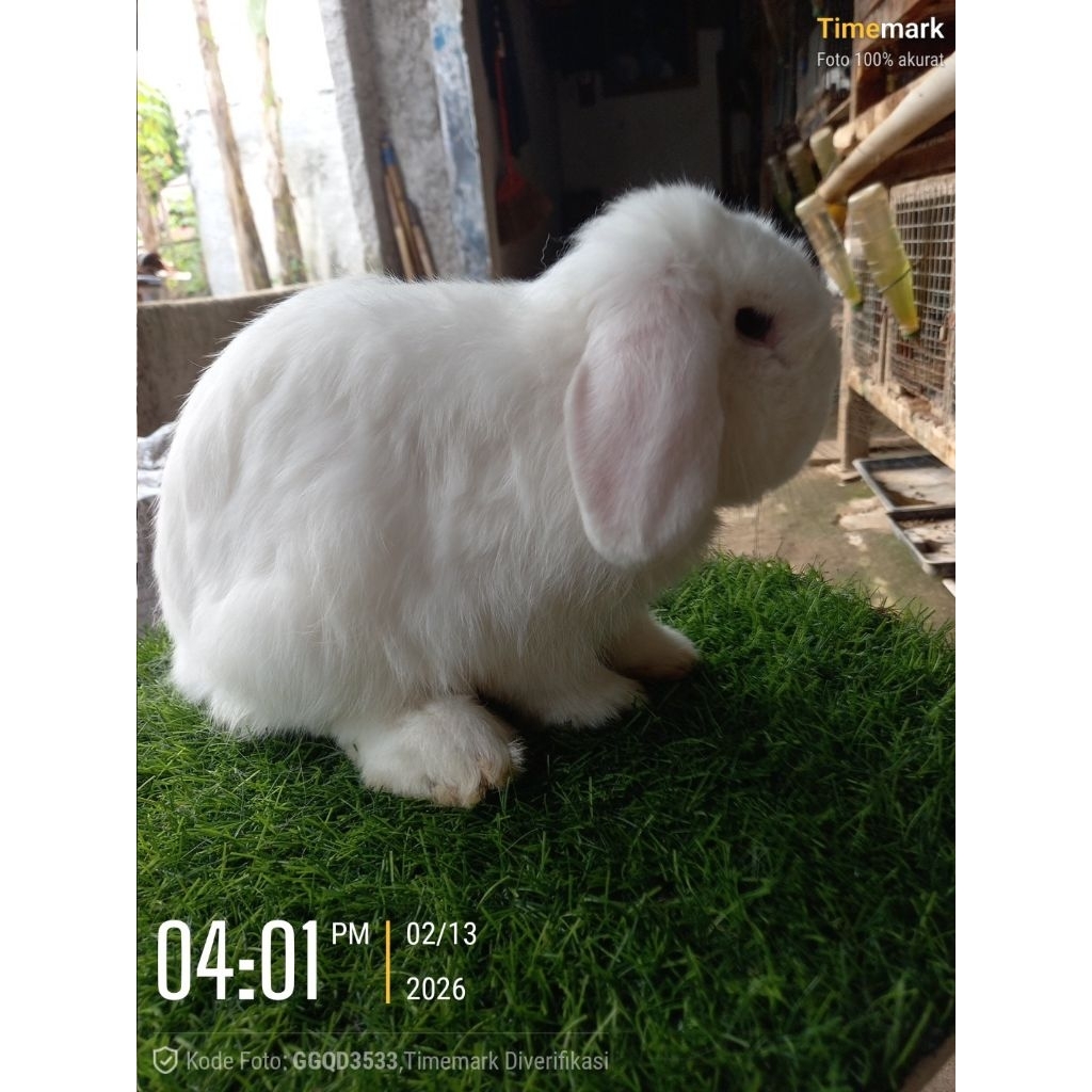 Kelinci hias kuping turun Holland Lop jantan dewasa (2) spesial edition albino mata biru