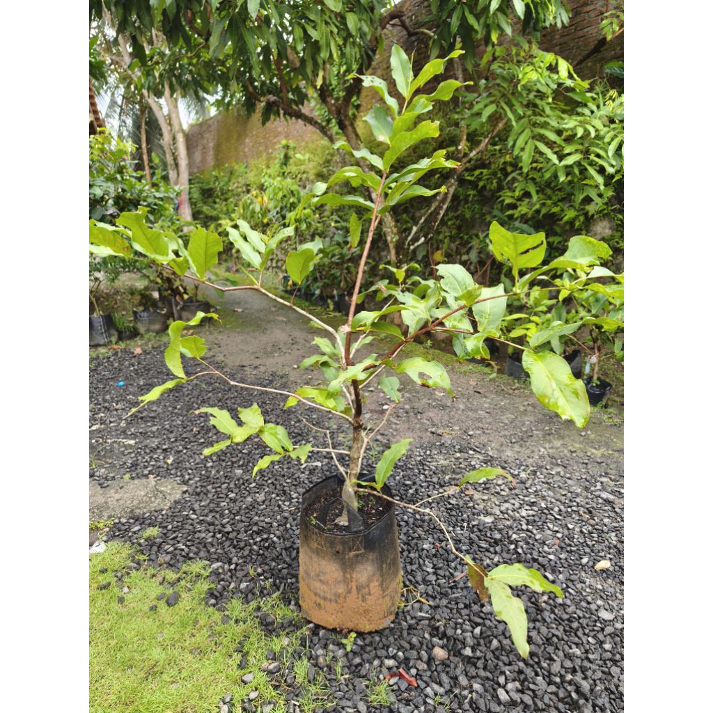 Bibit Jambu Air Dalhari siap buah