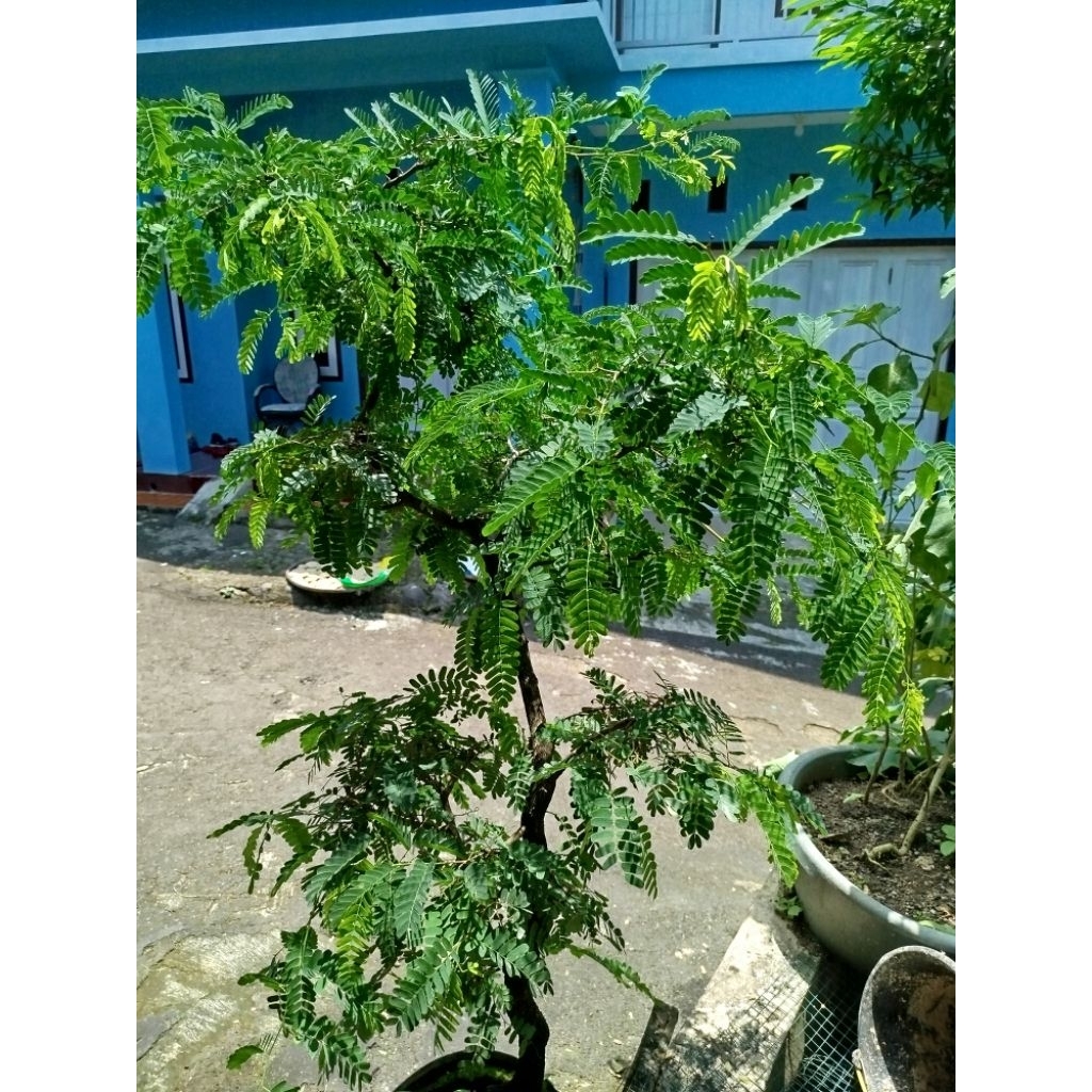 Daun Asem Jawa Segar