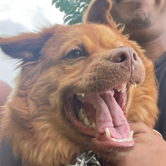 CUSTOM ORDER denisonii golden platinum rainbow red lizard ikan hias air tawar aquascape